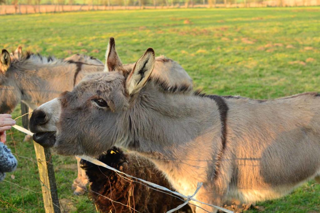 animaux gîte rural somme près de péronne