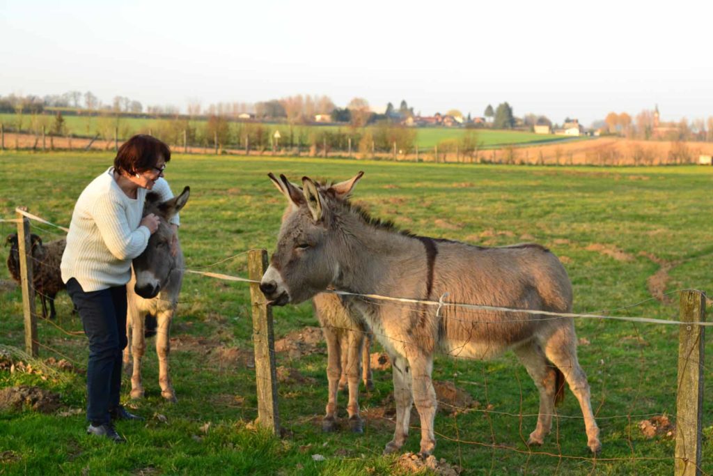 ânes au moulin binard près de péronne