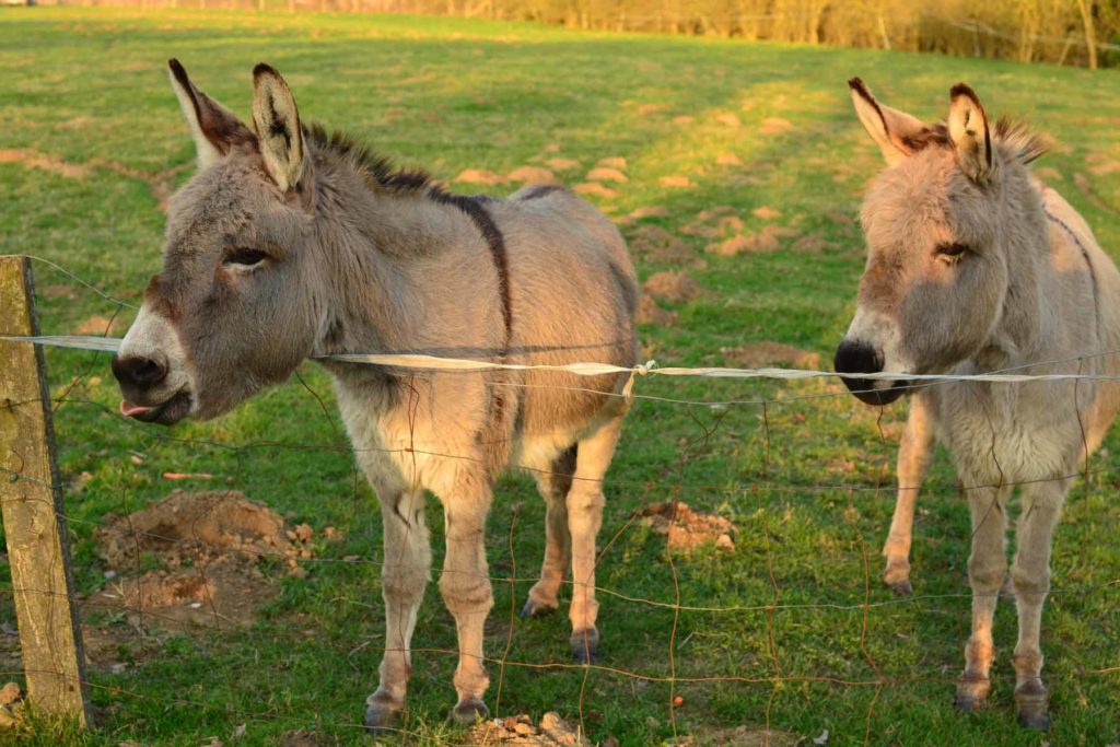 animaux du gîte et chambre d'hôte moulin binard