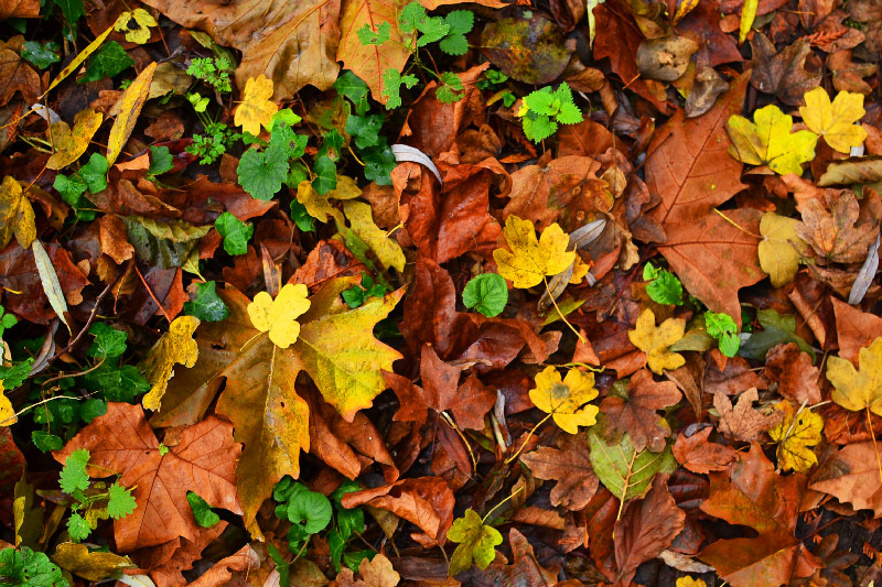 feuilles d'automne durant un séjour insolite à La Maison de l'Omignon