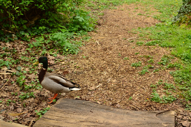 canard sauvage picardie