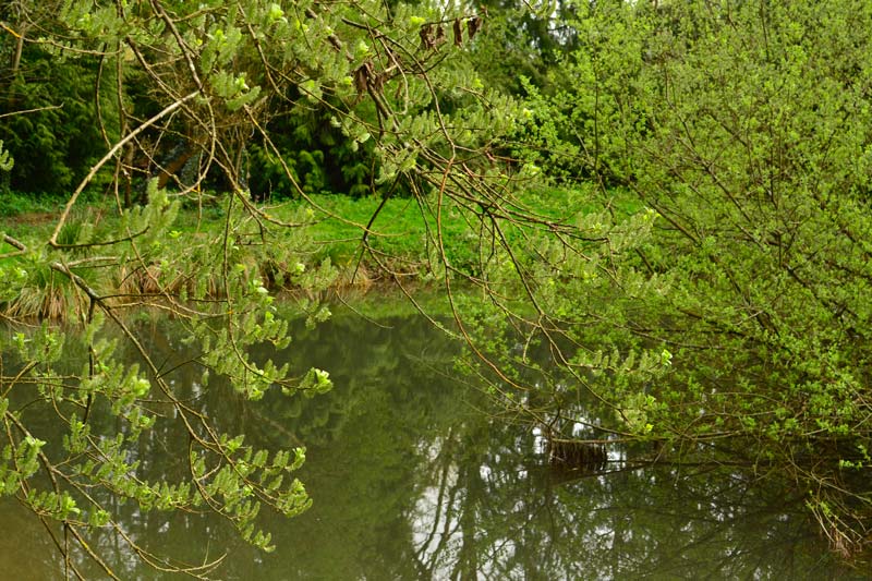 weekend nature reconnaitre les arbres