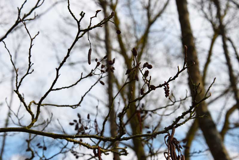 aulne reconnaitre les arbres des forêts hauts de france