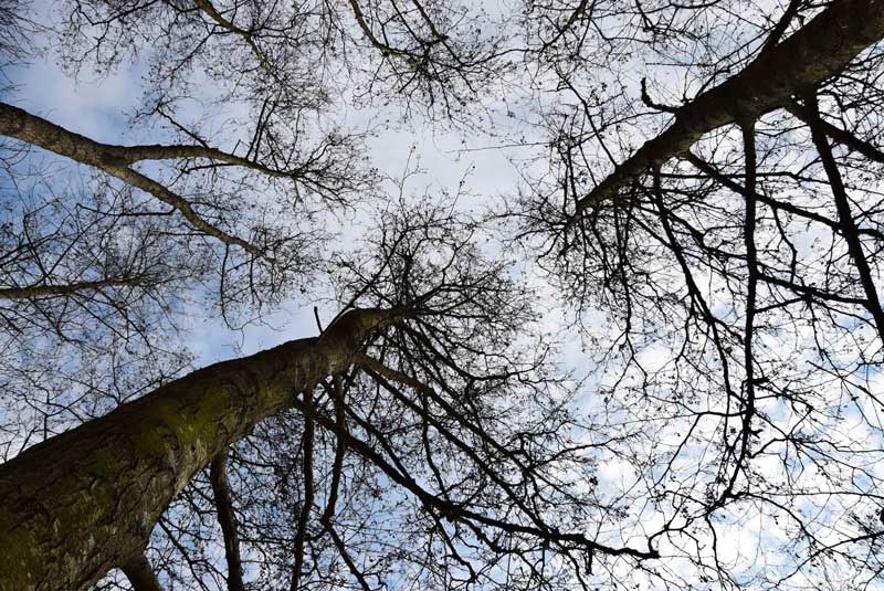 aulne arbre des rivières weekend nature