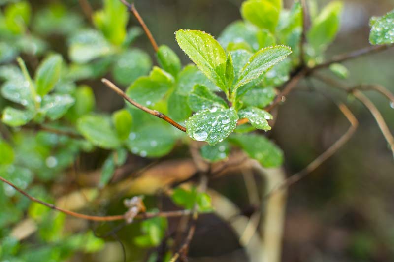 bourgeons arbres weekend nature hauts de france