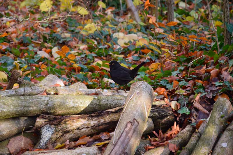 chant des oiseaux le merle