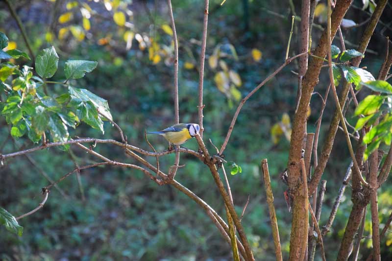 chant des oiseaux hauts de france la mésange