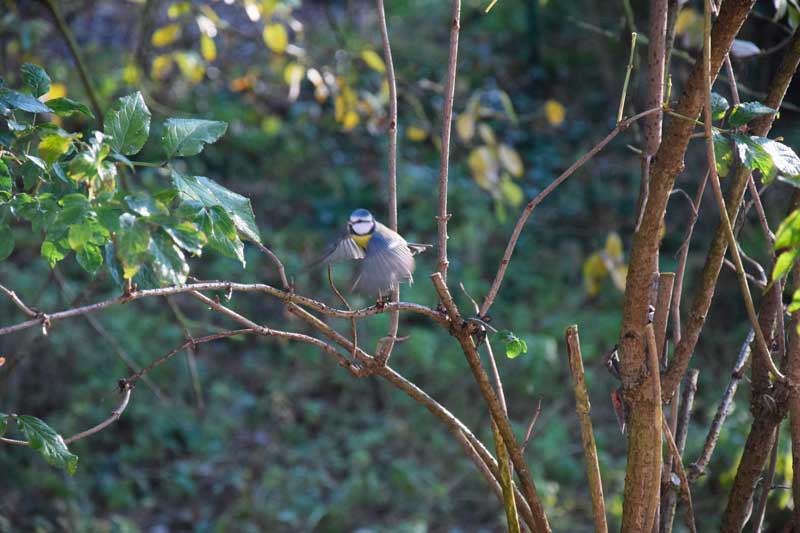 chant des oiseaux la mésange bleue