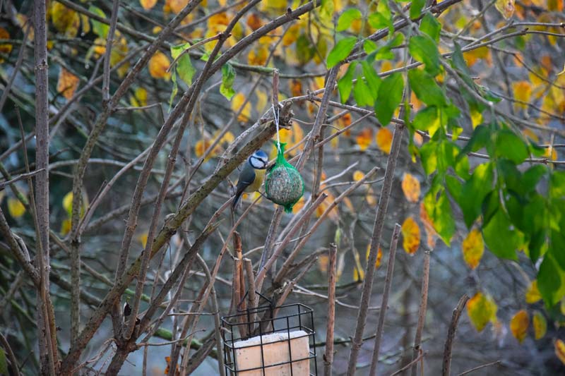 chant des oiseaux mésange bleue