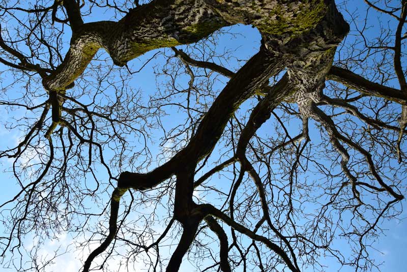 noyer reconnaitre les arbres