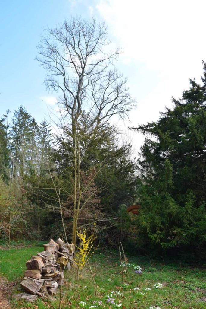 reconnaitre les arbres le frêne pendant votre weekend nature