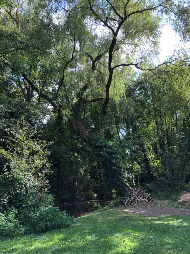 reconnaître les arbres pendant un weekend nature le saule pleureur