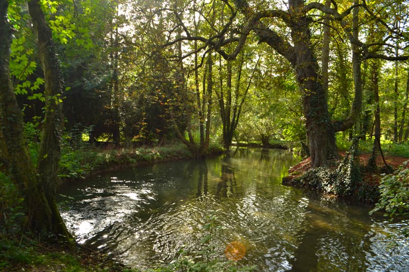 weekend nature reconnaître les arbres 