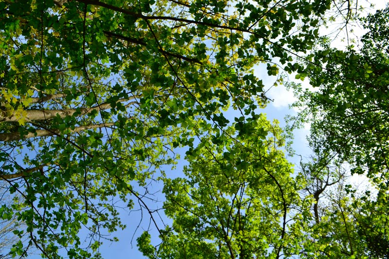 weekend nature reconnaitre les arbres à la maison de l'omignon