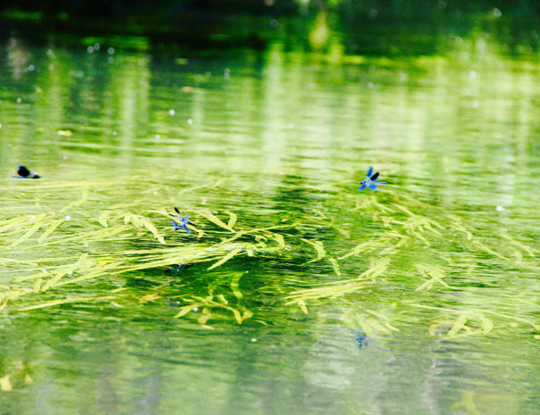 balade-canoe-libellules-bleues