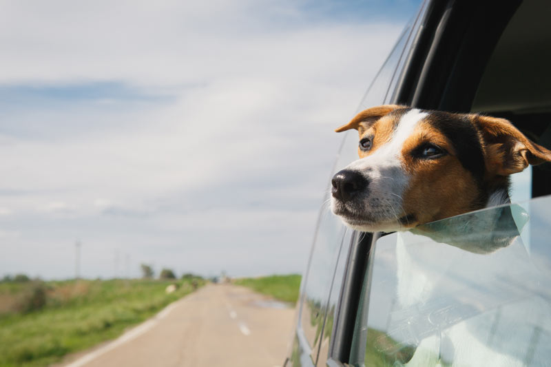 partir-en-vacances-avec-chien