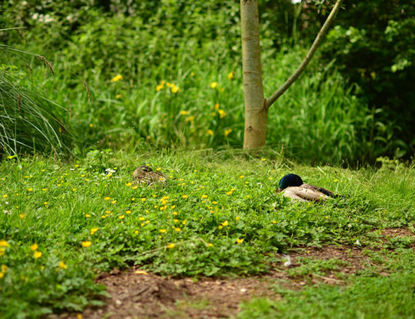 nature-canards