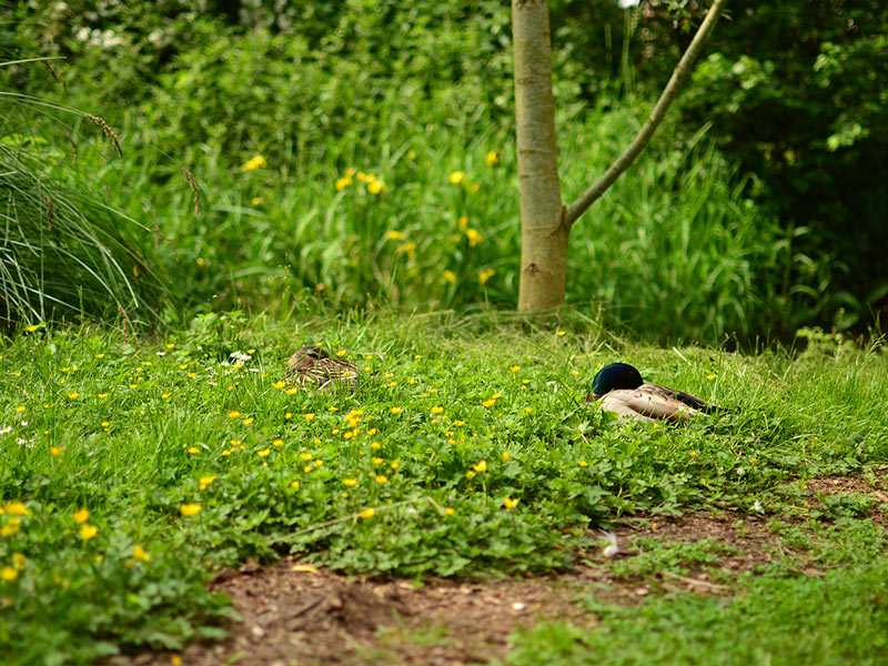 nature-canards