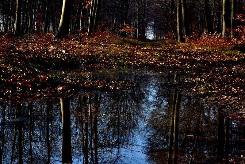 balade-en-foret-de-compiègne