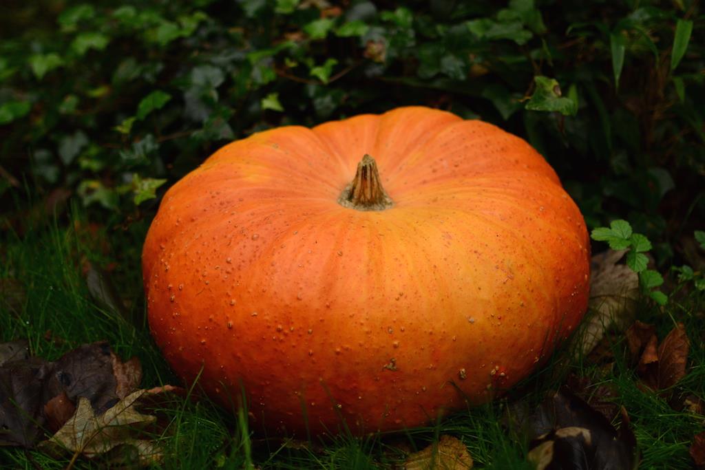 creuser-une-citrouille-pour-halloween-en-automne