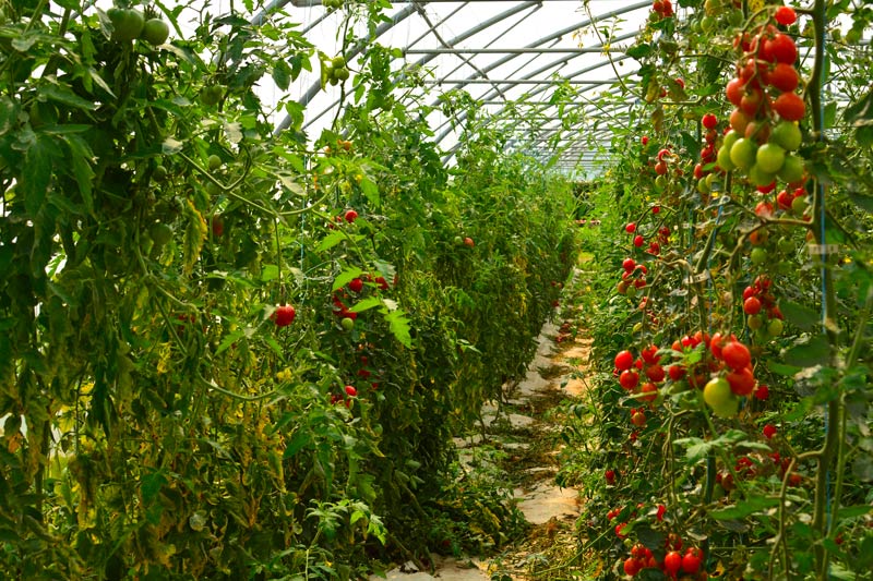 serres tomates ferme bio