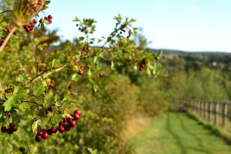 opppidum-automne