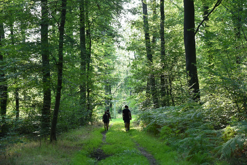 balade-foret-saint-jean-aux-bois