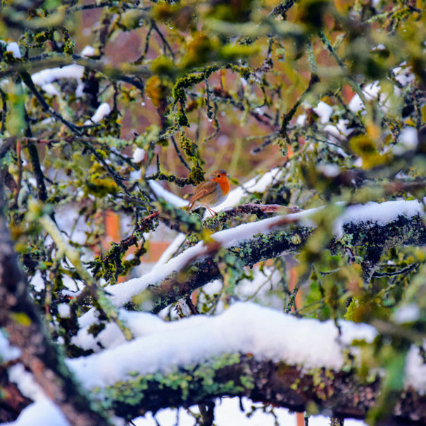 rouge-gorge-noel-sous-la-neige-en-famille