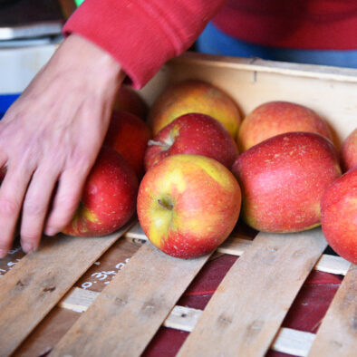 pommes-verger-helene