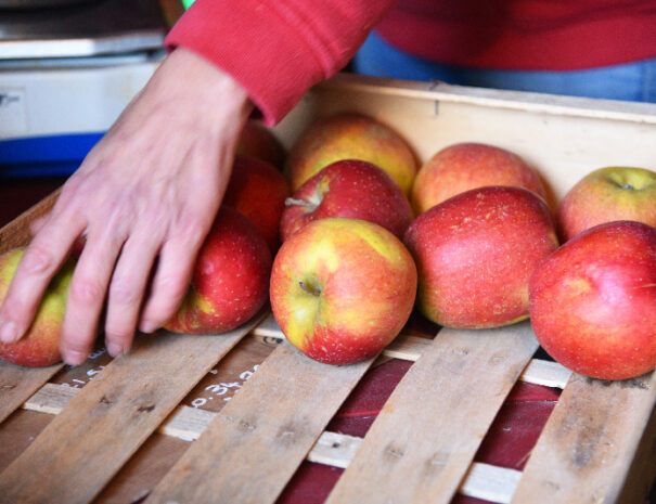 pommes-verger-helene