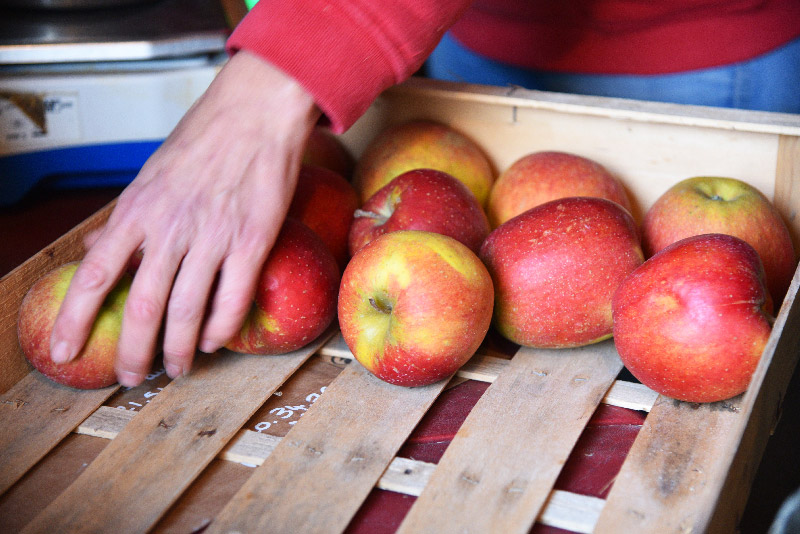 pommes-verger-helene